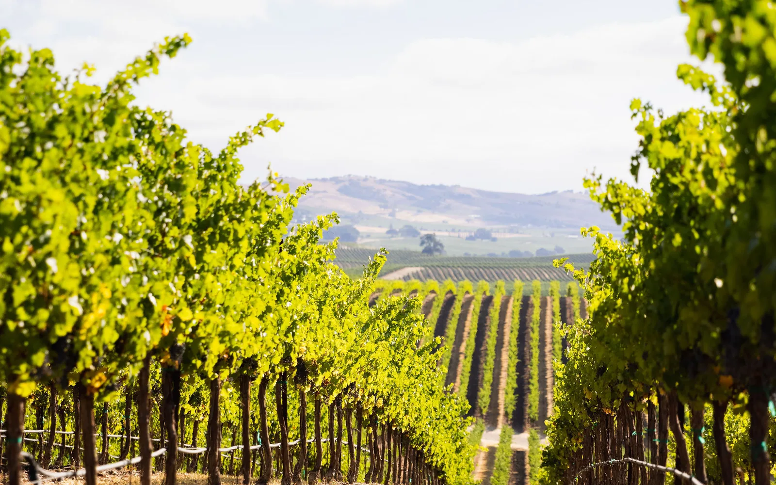 Rows of grapevines in a vineyard, photographed from a distance showing the organized lines of vineyard plants in a California agricultural landscape