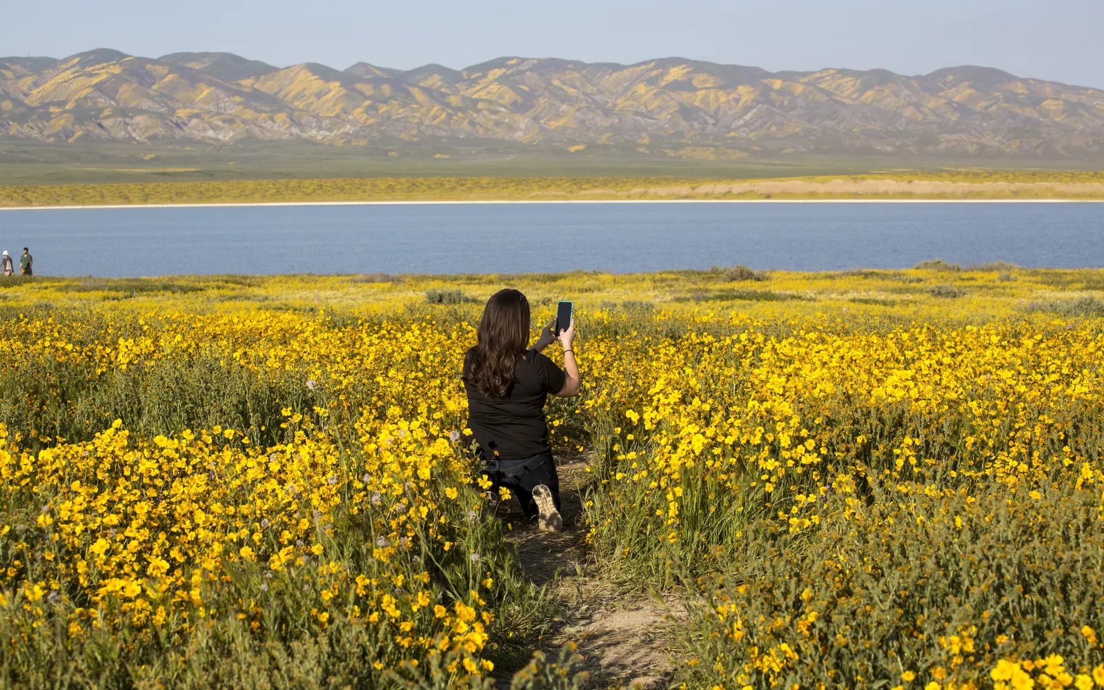 An expansive field of wildflowers in yellows, purples, and other colors covering rolling hills in the Carrizo Plain, representing the natural landscape and seasonal renewal